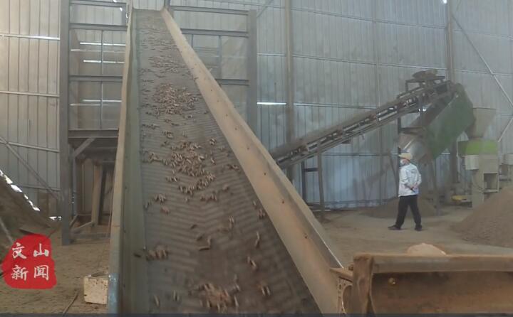 在廣南縣那灑鎮(zhèn)生物質(zhì)顆粒燃料加工廠，粉碎機、輸送帶、木屑造粒機呈流水線作業(yè)，將桔桿、枯木等可燃材料加工成顆粒狀成品對外出售.jpg